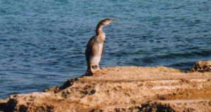 Cormorano nel Mediterraneo