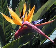 Parks: Strelitzia