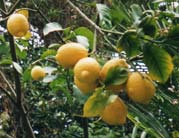 Limoni