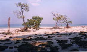 foto k: Escursione della marea nell'isola di Havelock - Arcipelago delle Andamane - India 