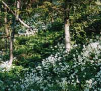 foto k: Fiori nel bosco 