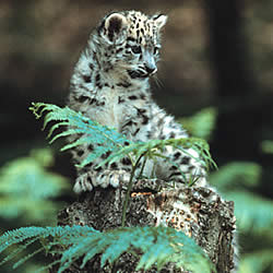 Leopardo delle nevi