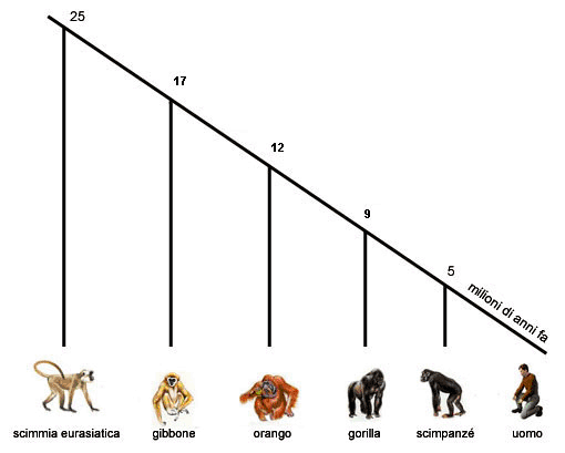 albero genealogico di scimmie, primati, uomo