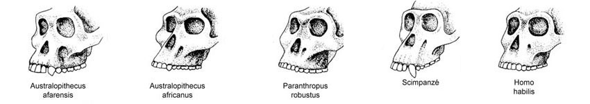 adattata da Chi Siamo, Mondadori – distribuzione australopitechi e Homo habilis