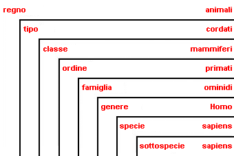 la specie umana nella classificazione