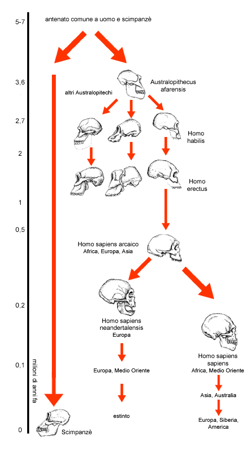 albero genealogico australopitechi e uomo