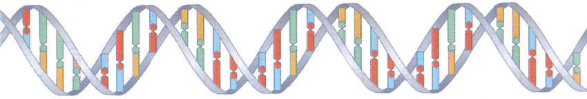 DNA