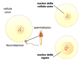 NATURA, Einaudi Scuola – formazione zigote