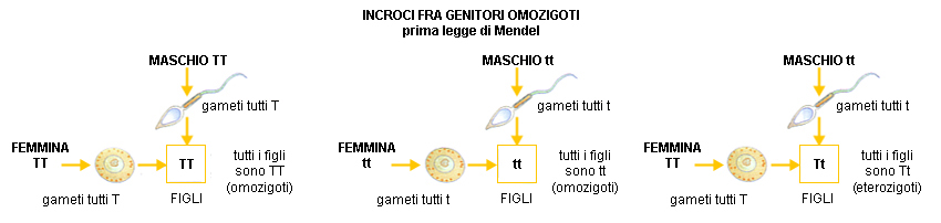 NATURA, Einaudi Scuola – incroci fra omozigoti