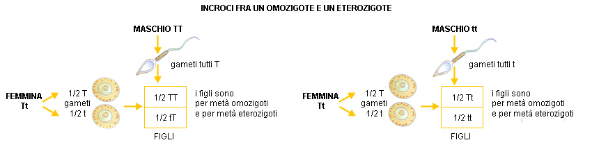 NATURA, Einaudi Scuola – incroci fra omozigote ed eterozigote