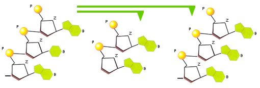 adattata da NATURA, Einaudi Scuola – nucleotidi