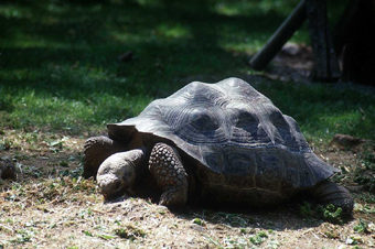 tartaruga gigante