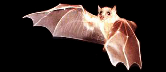 pipistrello