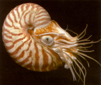 NATURA, Einaudi Scuola – nautilus